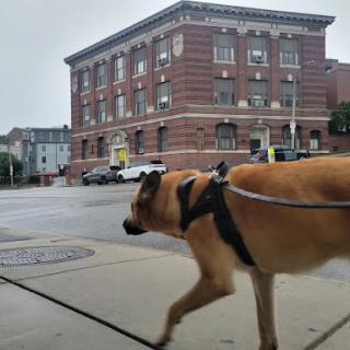A dog walking along the sidewalk in an urban area, with a brick building in the background.