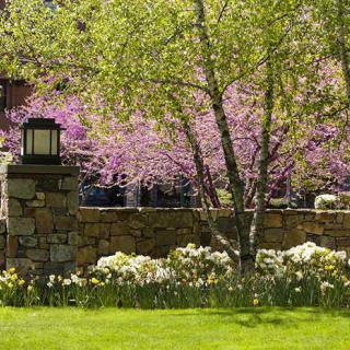 A serene garden scene with blooming flowers and trees, featuring a stone wall and lantern.
