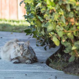 A fluffy cat lounging on a sidewalk next to some bushes.