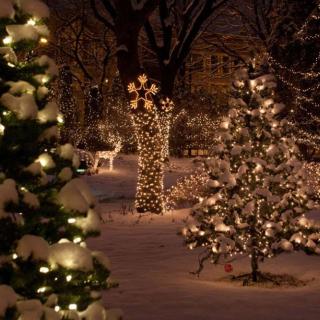 A serene winter night scene with snow-covered trees adorned with festive holiday lights.