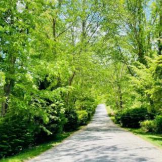A serene pathway surrounded by lush green trees.