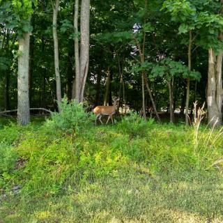 A deer grazing peacefully in the lush green forest.
