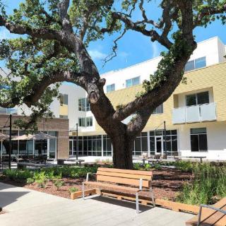 A beautiful courtyard with a large tree, a wooden bench, and modern buildings in the background.