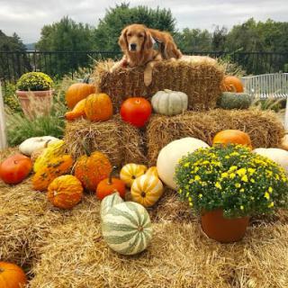 A golden retriever lounging among colorful pumpkins and hay bales, perfect for the autumn season.