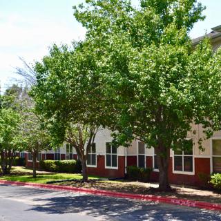 A row of trees lining a sidewalk in a residential area during the day.