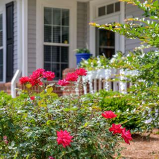 A picturesque front porch with blooming red roses in a well-maintained garden.