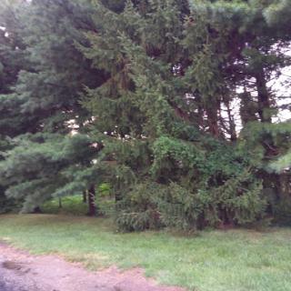 A lush collection of trees standing near a grassy area.