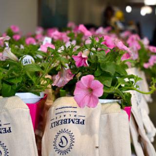 A vibrant display of pink petunia flowers in decorative pots, adding a touch of color to the space.