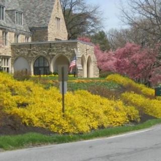 A stone building surrounded by vibrant yellow flowers and pink blossoming trees in spring.