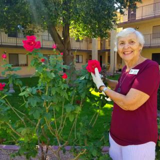 A woman happily tending to roses in a garden.