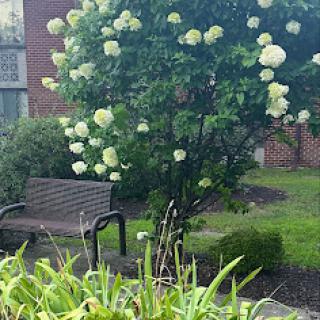 A serene park scene featuring a flowering tree and a cozy bench surrounded by lush greenery.