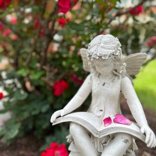 A delicate fairy statue reading a book, surrounded by vibrant red flowers in a serene garden setting.