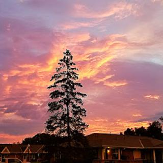 A breathtaking sunset casts vibrant colors across the sky, silhouetting a tall tree.