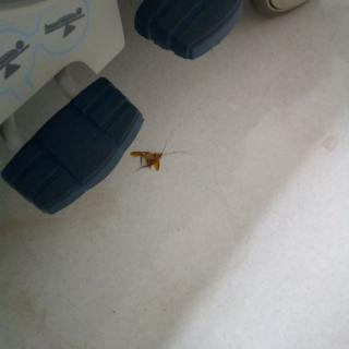 A moth resting on the floor near furniture.