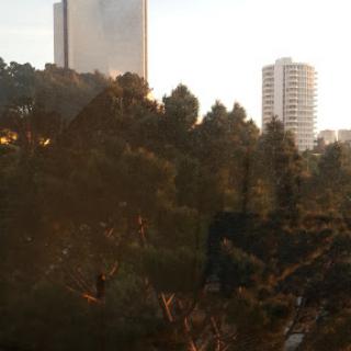A serene view of a cityscape at sunrise, blending urban buildings with lush greenery.