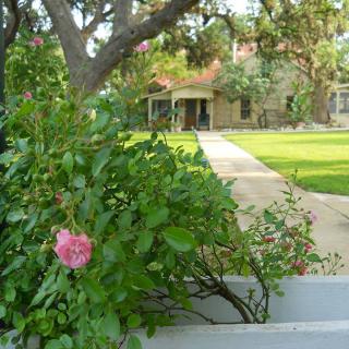 A garden with a blooming pink flower, pathway, and house in the background.