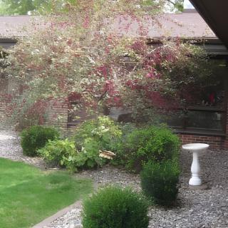 A well-maintained garden featuring neatly trimmed bushes, a tree with colorful foliage, and a birdbath.