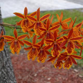 A vibrant cluster of orange orchids in full bloom.