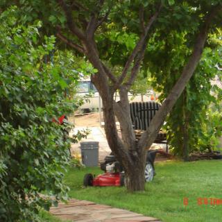 A serene garden scene with a tree and a lawn mower placed on the grass.
