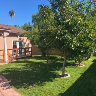 A sunny backyard garden with trees and a well-maintained lawn next to a house.