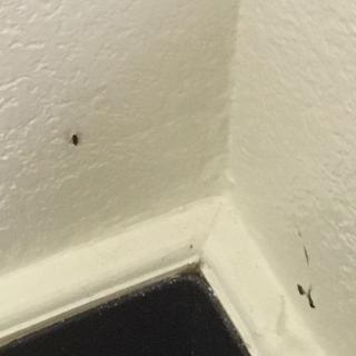A small spider on the wall in the corner of a room.