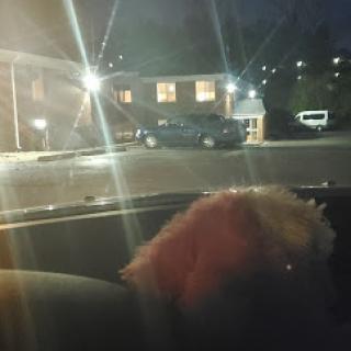 A cozy night view from inside a car with a dog settled in the front seat.