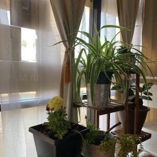 A cozy indoor corner featuring lush plants and soft sunlight filtering through the curtains.