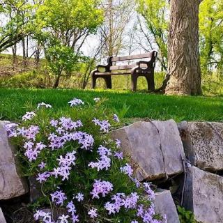 A tranquil garden scene with a bench overlooking blooming flowers and lush greenery.