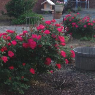 A garden with vibrant red rose bushes in bloom.