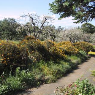 A scenic path lined with lush bushes and trees under a clear sky.