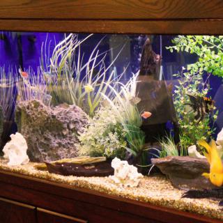 A well-decorated aquarium with colorful fish, plants, and rocks.
