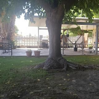 A serene outdoor space featuring a large tree and a patio area.