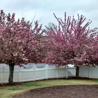 Cherry blossom trees in full bloom next to a white fence.