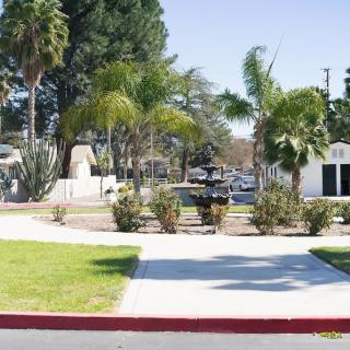 A sunny park scene with palm trees and a sidewalk.