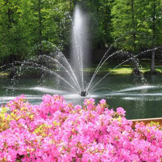 A serene garden scene featuring a fountain spraying water over a pond, with vibrant pink flowers in the foreground and lush green trees in the background.
