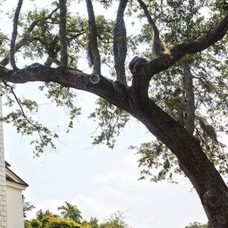 A large tree with sprawling branches near a building under a clear sky.