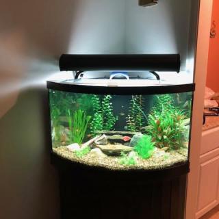 A well-lit corner aquarium with plants and decor.