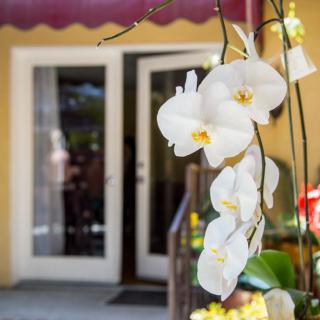 White orchids blooming near a cozy home entrance.