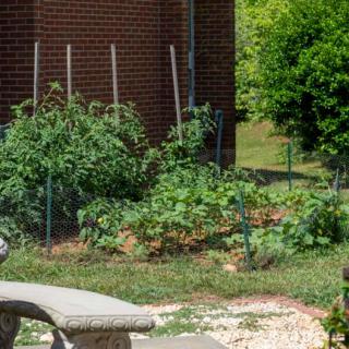 A well-maintained vegetable garden with various plants and a stone bench nearby.