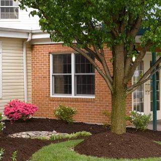A landscaped garden in front of a brick house with a tree, mulch, and flowering plants.