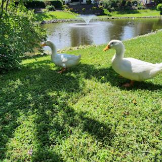 Two ducks enjoying a sunny day by the pond.