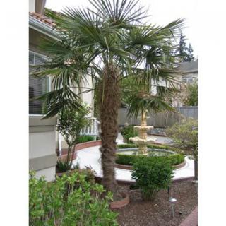 A small palm tree in a landscaped garden with a fountain.