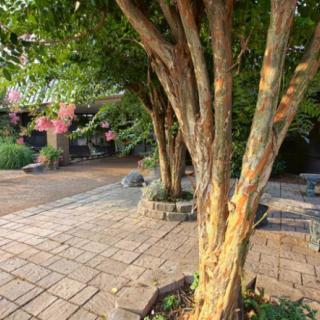 A peaceful garden setting with trees and a paved walkway, bathed in warm sunlight.