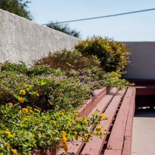 A sunny outdoor garden with lush plants and flowers along a wooden platform.