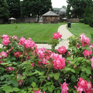 A picturesque garden with vibrant pink roses, a walkway, and a charming gazebo in the background.