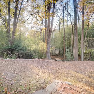 Sunlit forest with tall trees and a mix of autumn colors.