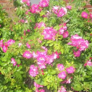 A vibrant bush filled with pink flowers in a garden setting.