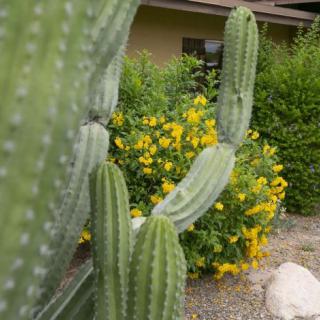 A garden featuring tall cacti and vibrant yellow flowering plants.