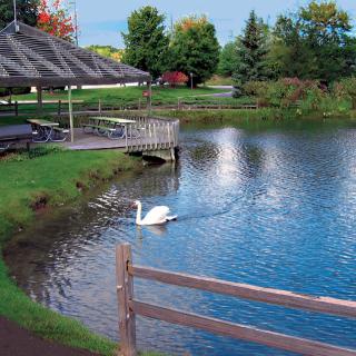 A peaceful scene of a swan gliding across a serene lake near a wooden dock and surrounded by lush greenery.