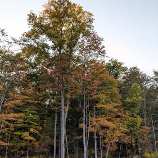 A serene view of trees showcasing their vibrant autumn colors.